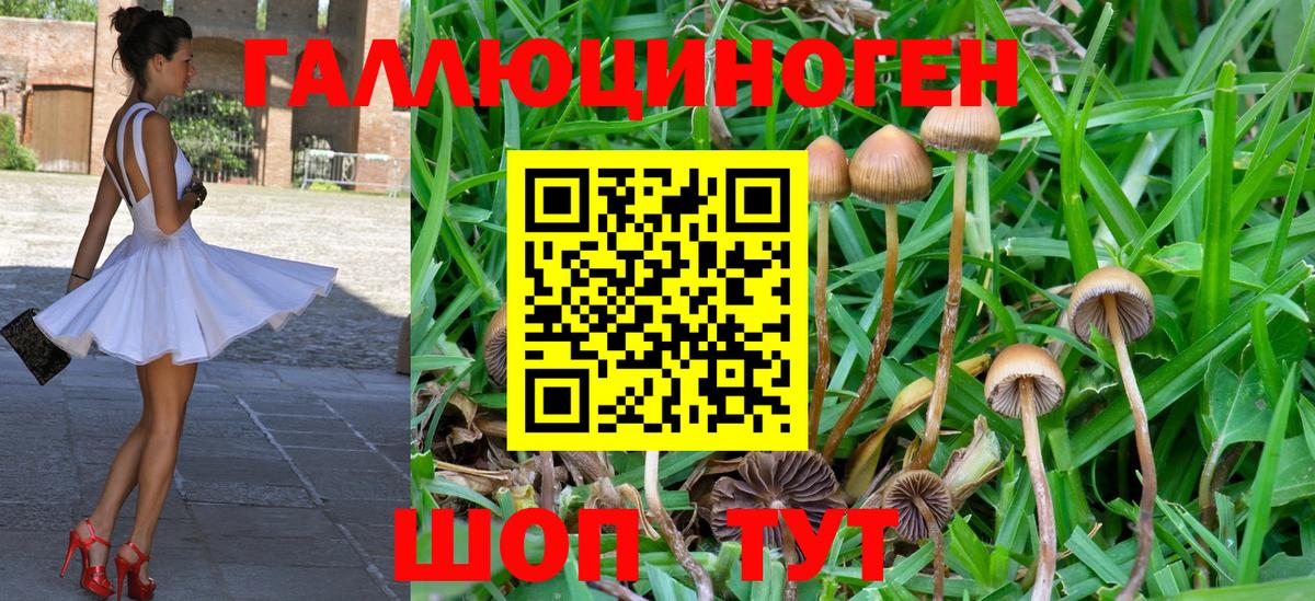 Галлюциногенные грибы Psilocybine cubensis Унеча