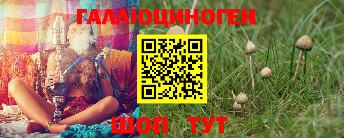 Унеча  Псилоцибиновые грибы Magic Shrooms  Вход с VPN  купить закладку  Псилоцибиновые грибы Psilocybe 